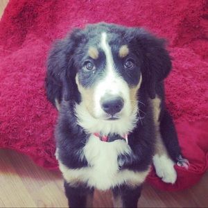 Meet your Posher, Jerry